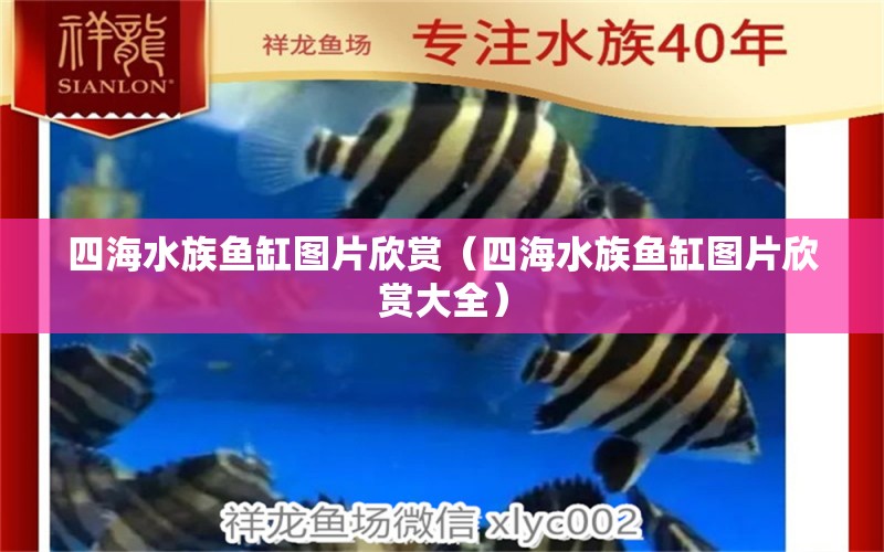 四海水族魚缸圖片欣賞（四海水族魚缸圖片欣賞大全）