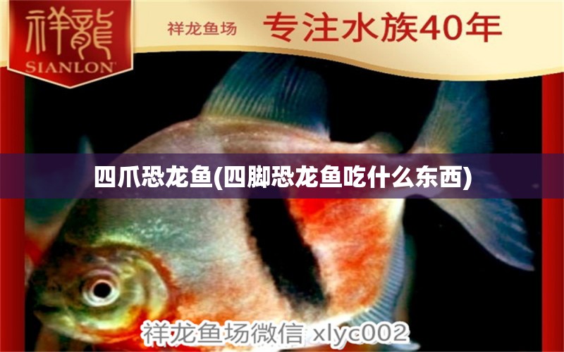 四爪恐龍魚(yú)(四腳恐龍魚(yú)吃什么東西) 泰龐海鰱魚(yú)