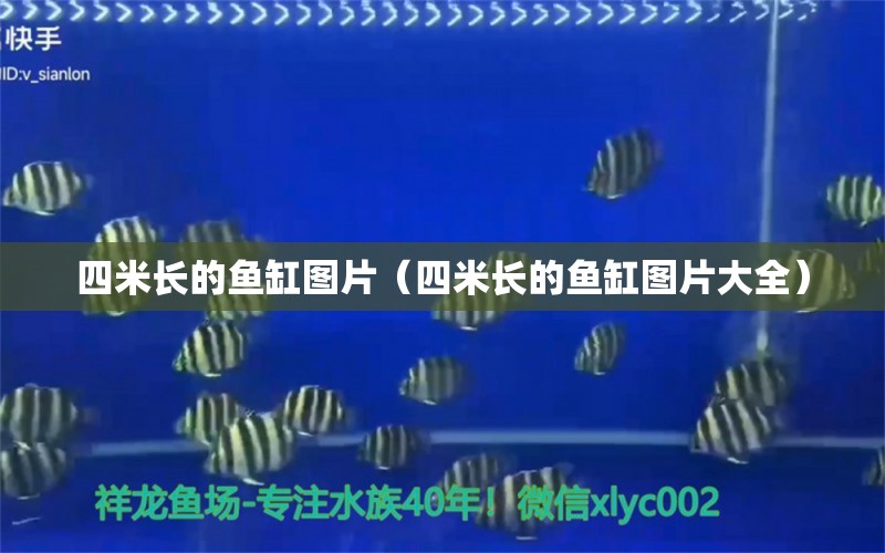 四米長(zhǎng)的魚缸圖片（四米長(zhǎng)的魚缸圖片大全）