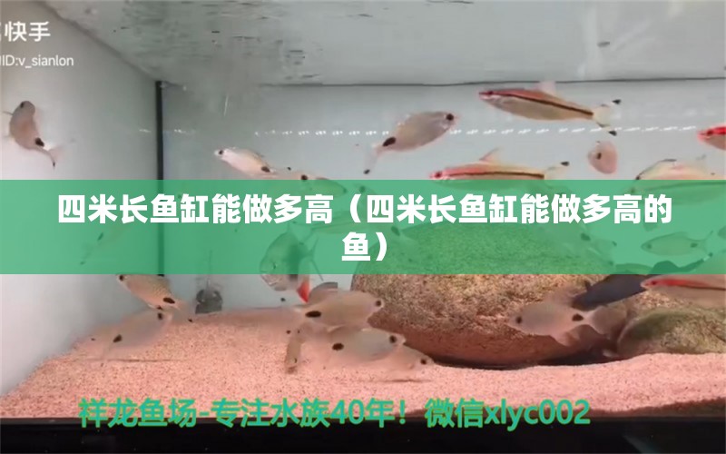 四米長魚缸能做多高（四米長魚缸能做多高的魚）