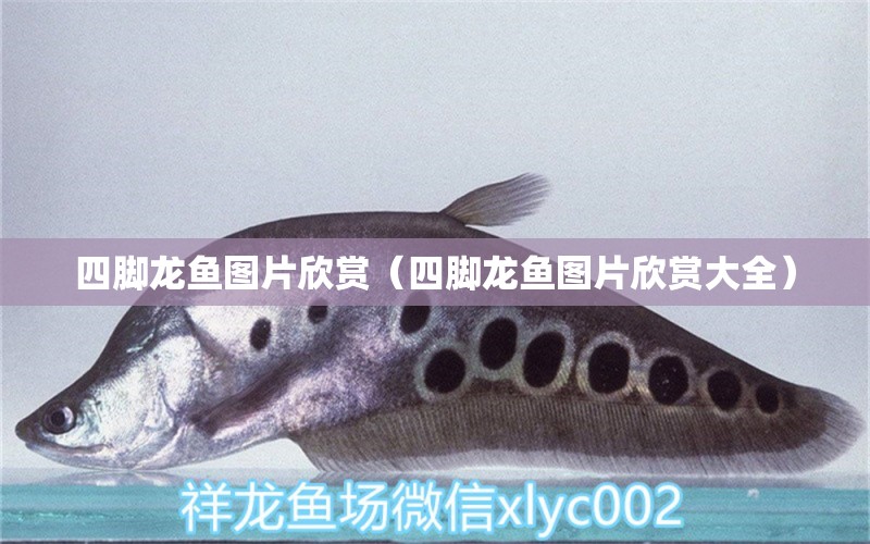 四腳龍魚(yú)圖片欣賞（四腳龍魚(yú)圖片欣賞大全） 廣州龍魚(yú)批發(fā)市場(chǎng)