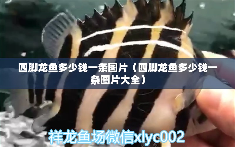 四腳龍魚多少錢一條圖片（四腳龍魚多少錢一條圖片大全） 廣州龍魚批發(fā)市場