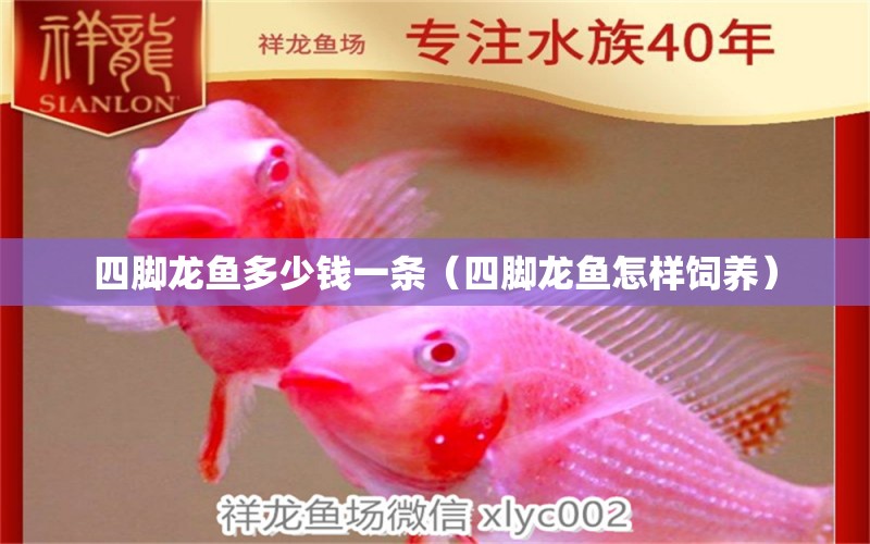 四腳龍魚多少錢一條（四腳龍魚怎樣飼養(yǎng)）