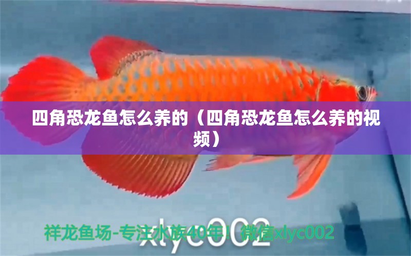 四角恐龍魚怎么養(yǎng)的（四角恐龍魚怎么養(yǎng)的視頻） 廣州龍魚批發(fā)市場