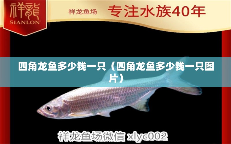 四角龍魚多少錢一只（四角龍魚多少錢一只圖片） 廣州龍魚批發(fā)市場