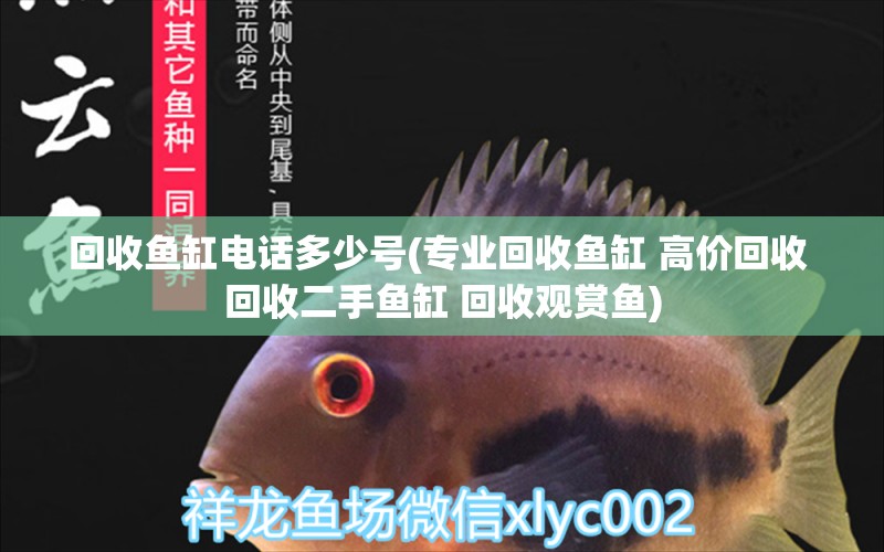 回收魚缸電話多少號(專業(yè)回收魚缸 高價回收 回收二手魚缸 回收觀賞魚)