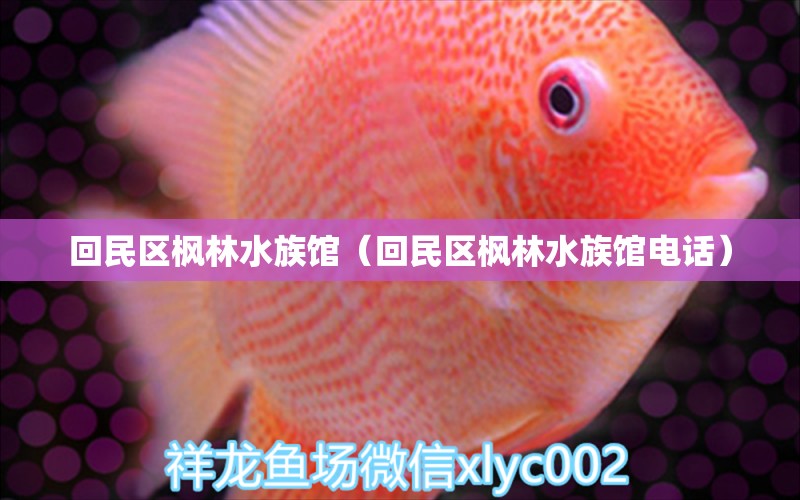 回民區(qū)楓林水族館（回民區(qū)楓林水族館電話）