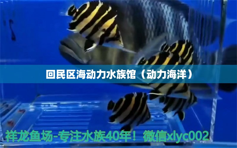 回民區(qū)海動(dòng)力水族館（動(dòng)力海洋）