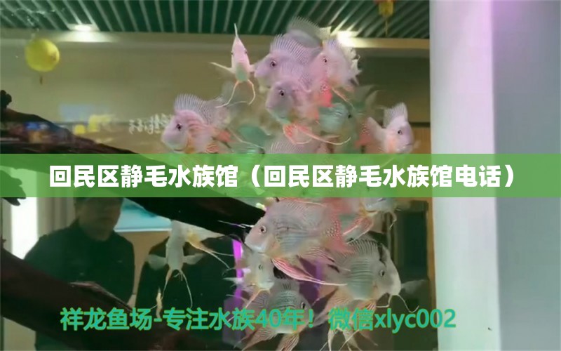 回民區(qū)靜毛水族館（回民區(qū)靜毛水族館電話） 全國水族館企業(yè)名錄