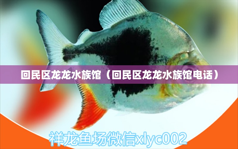 回民區(qū)龍龍水族館（回民區(qū)龍龍水族館電話）