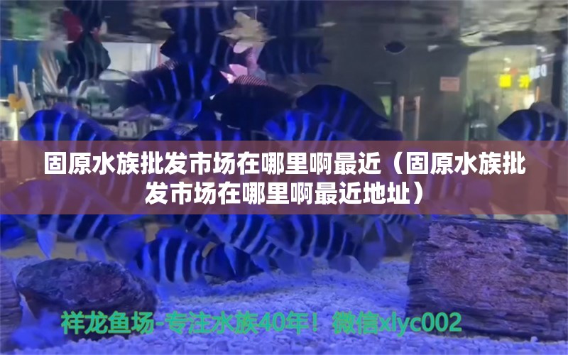 固原水族批發(fā)市場在哪里啊最近（固原水族批發(fā)市場在哪里啊最近地址） 觀賞魚水族批發(fā)市場