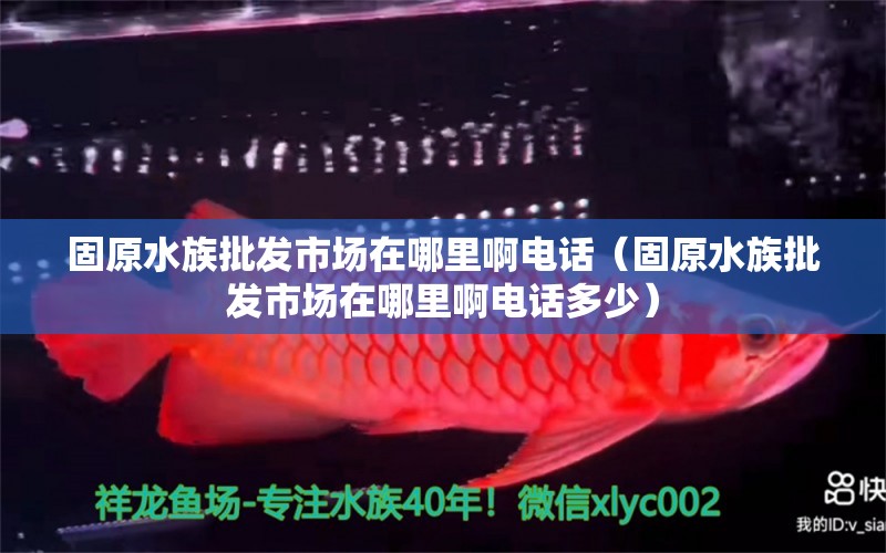 固原水族批發(fā)市場在哪里啊電話（固原水族批發(fā)市場在哪里啊電話多少） 元寶鯽