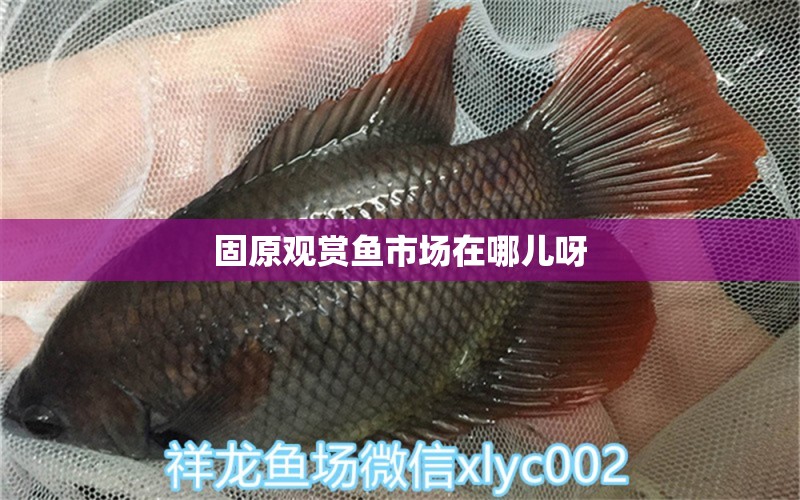 固原觀賞魚市場(chǎng)在哪兒呀 水族問(wèn)答 第1張