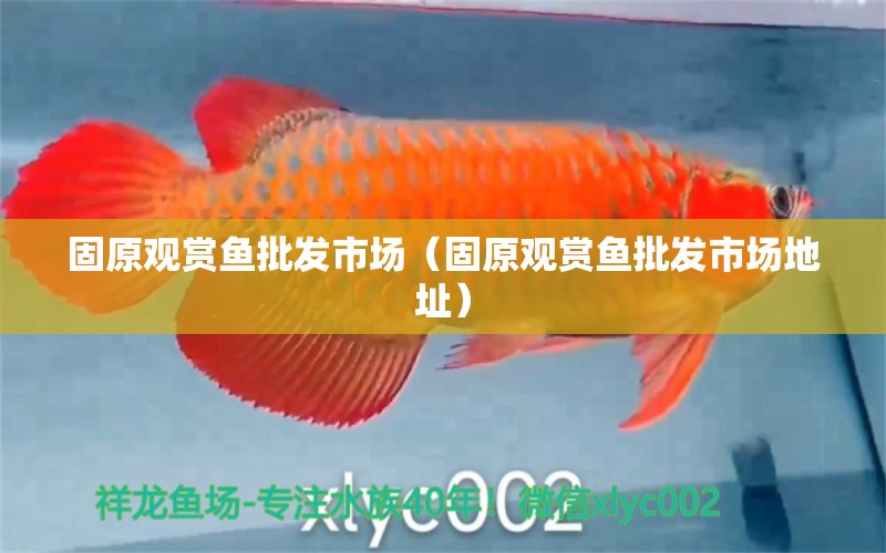 固原觀賞魚批發(fā)市場（固原觀賞魚批發(fā)市場地址） 觀賞魚批發(fā)