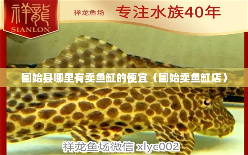 固始縣哪里有賣魚缸的便宜（固始賣魚缸店） 蝴蝶鯉