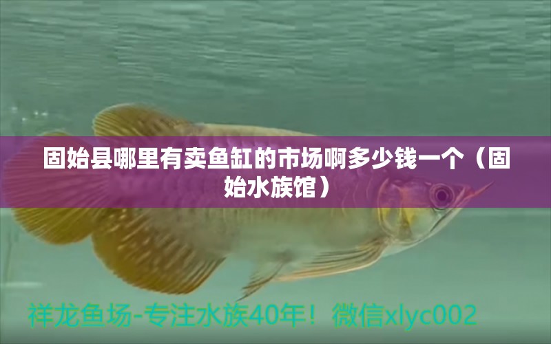 固始縣哪里有賣魚缸的市場(chǎng)啊多少錢一個(gè)（固始水族館） 觀賞魚批發(fā)