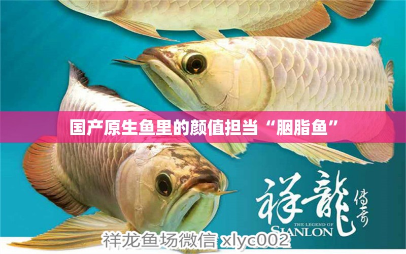 國產(chǎn)原生魚里的顏值擔(dān)當(dāng)“胭脂魚” 觀賞魚論壇 第2張