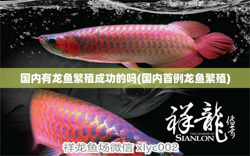 國內(nèi)有龍魚繁殖成功的嗎(國內(nèi)首例龍魚繁殖)