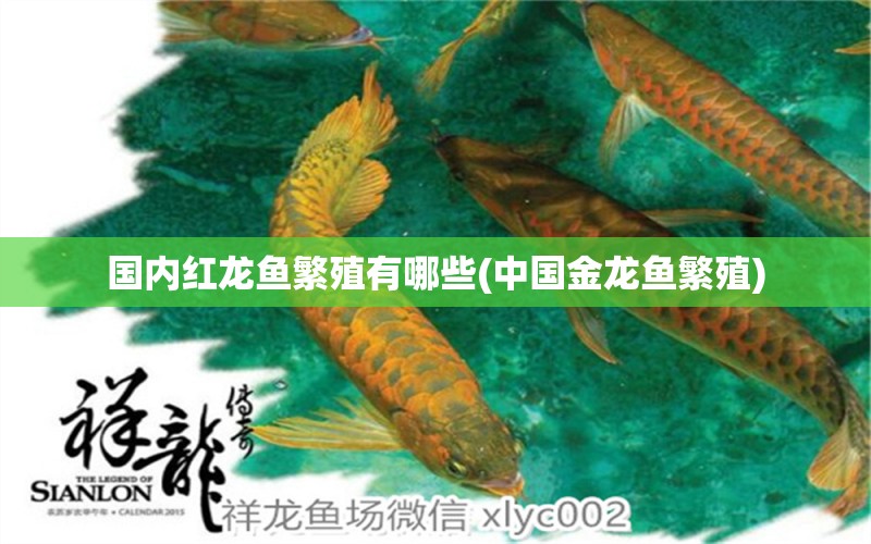 國內(nèi)紅龍魚繁殖有哪些(中國金龍魚繁殖) 祥龍龍魚魚糧