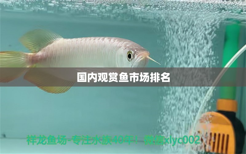 國內(nèi)觀賞魚市場排名 觀賞魚市場（混養(yǎng)魚）