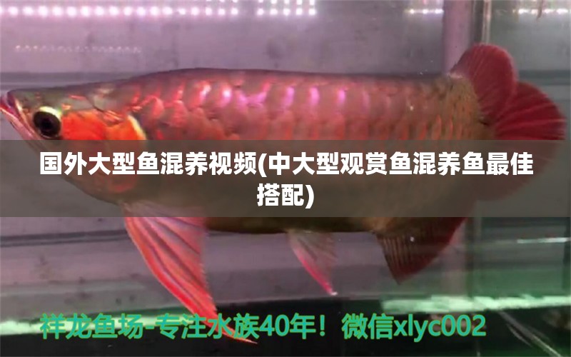 國(guó)外大型魚(yú)混養(yǎng)視頻(中大型觀賞魚(yú)混養(yǎng)魚(yú)最佳搭配) 南美異型魚(yú)