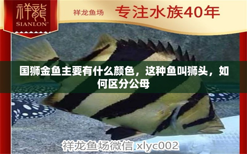 國(guó)獅金魚主要有什么顏色，這種魚叫獅頭，如何區(qū)分公母