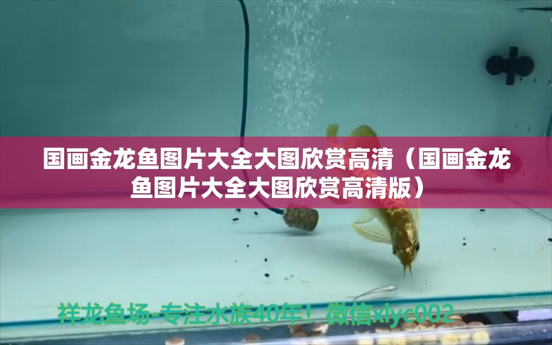 國畫金龍魚圖片大全大圖欣賞高清（國畫金龍魚圖片大全大圖欣賞高清版）