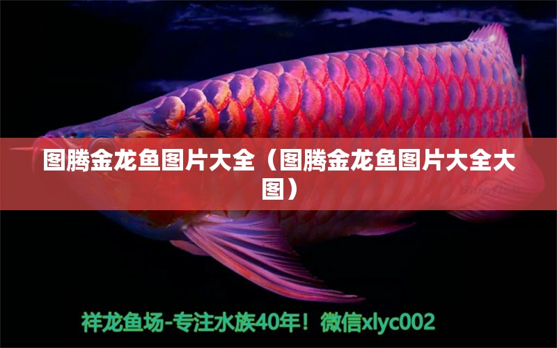 圖騰金龍魚圖片大全（圖騰金龍魚圖片大全大圖）