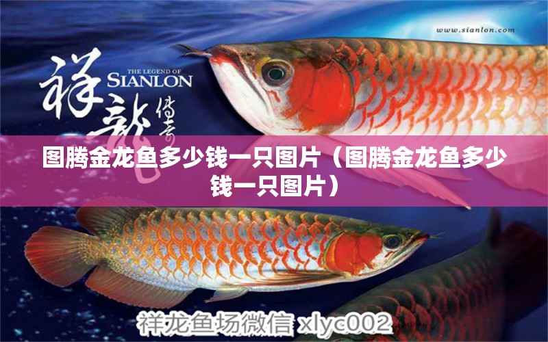 圖騰金龍魚多少錢一只圖片（圖騰金龍魚多少錢一只圖片） 圖騰金龍魚