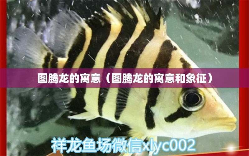 圖騰龍的寓意（圖騰龍的寓意和象征） 廣州龍魚批發(fā)市場