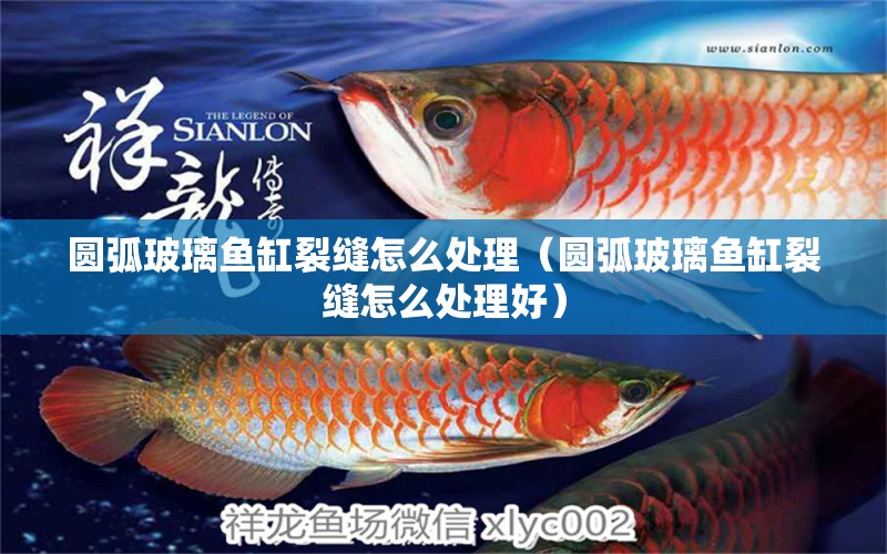 圓弧玻璃魚缸裂縫怎么處理（圓弧玻璃魚缸裂縫怎么處理好）