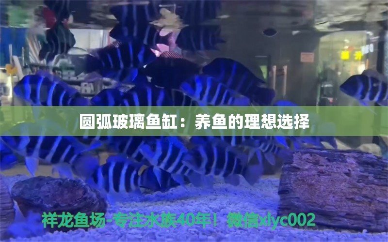 圓弧玻璃魚缸：養(yǎng)魚的理想選擇 紅龍專用魚糧飼料