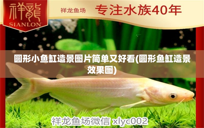 圓形小魚(yú)缸造景圖片簡(jiǎn)單又好看(圓形魚(yú)缸造景效果圖) 蘇虎