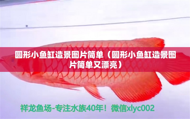 圓形小魚缸造景圖片簡(jiǎn)單（圓形小魚缸造景圖片簡(jiǎn)單又漂亮） 一眉道人魚苗