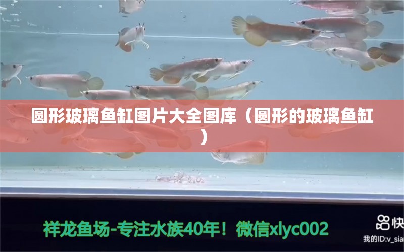 圓形玻璃魚缸圖片大全圖庫（圓形的玻璃魚缸）