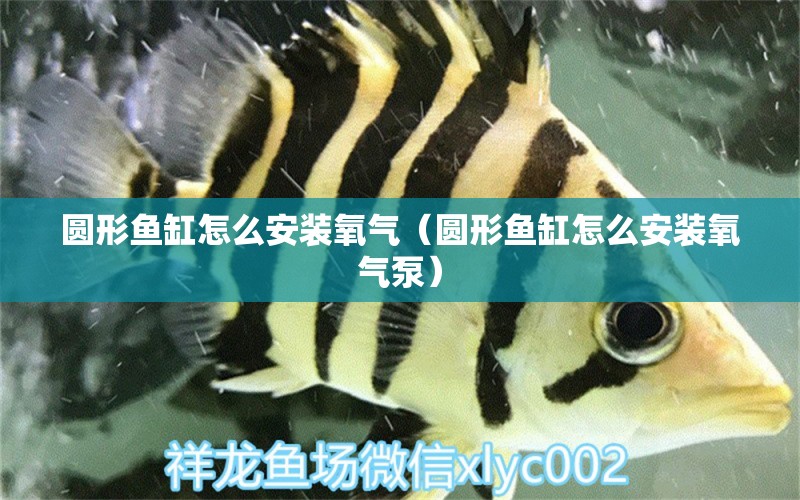 圓形魚缸怎么安裝氧氣（圓形魚缸怎么安裝氧氣泵） 祥龍水族醫(yī)院