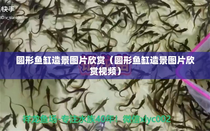 圓形魚缸造景圖片欣賞（圓形魚缸造景圖片欣賞視頻） 立達(dá)金龍魚