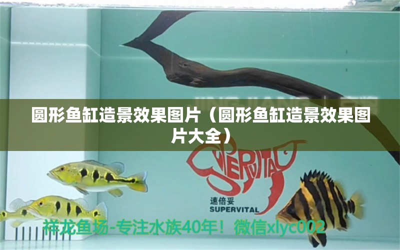 圓形魚缸造景效果圖片（圓形魚缸造景效果圖片大全） 祥龍水族醫(yī)院