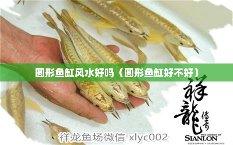 圓形魚(yú)缸風(fēng)水好嗎（圓形魚(yú)缸好不好）