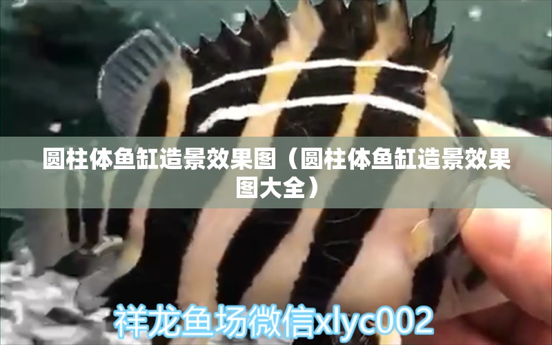 圓柱體魚缸造景效果圖（圓柱體魚缸造景效果圖大全）