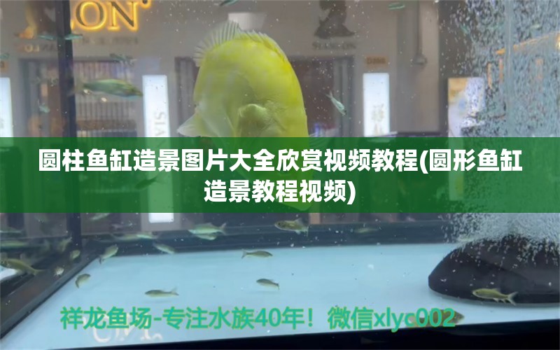 圓柱魚缸造景圖片大全欣賞視頻教程(圓形魚缸造景教程視頻) 定時(shí)器/自控系統(tǒng) 第1張