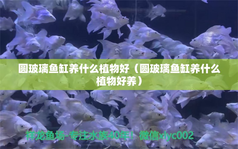 圓玻璃魚缸養(yǎng)什么植物好（圓玻璃魚缸養(yǎng)什么植物好養(yǎng)） 元寶鯽