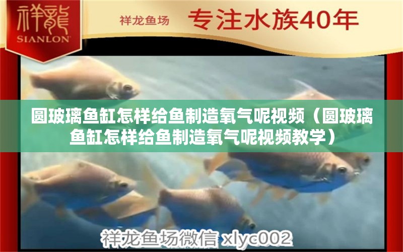 圓玻璃魚缸怎樣給魚制造氧氣呢視頻（圓玻璃魚缸怎樣給魚制造氧氣呢視頻教學(xué)）