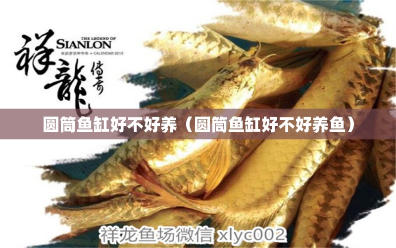 圓筒魚缸好不好養(yǎng)（圓筒魚缸好不好養(yǎng)魚）