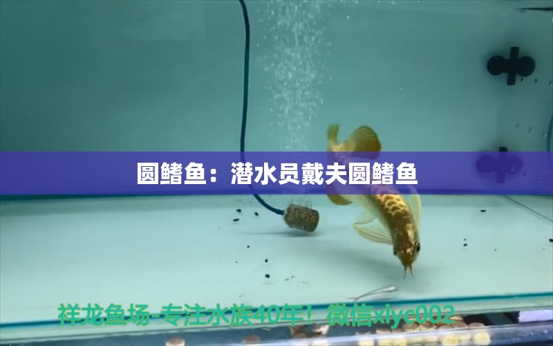 圓鰭魚：潛水員戴夫圓鰭魚 觀賞魚