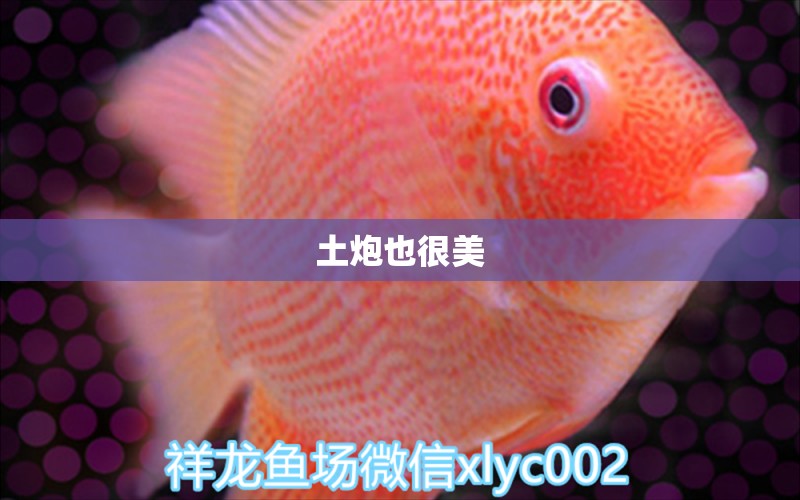 土炮也很美 觀賞魚論壇 第2張