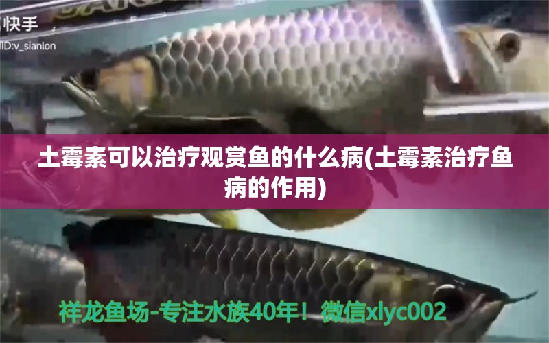 土霉素可以治療觀賞魚的什么病(土霉素治療魚病的作用) 廣州祥龍國際水族貿(mào)易