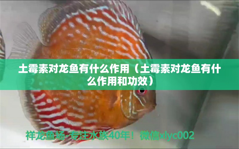 土霉素對龍魚有什么作用（土霉素對龍魚有什么作用和功效）