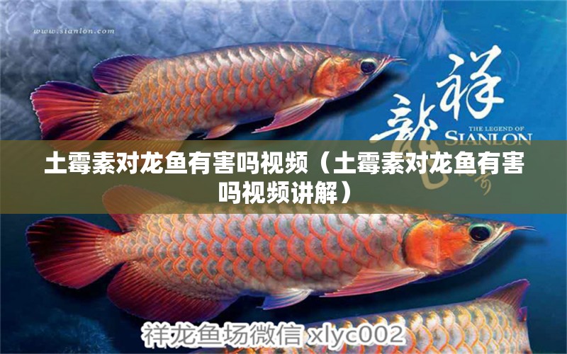 土霉素對龍魚有害嗎視頻（土霉素對龍魚有害嗎視頻講解） 廣州龍魚批發(fā)市場