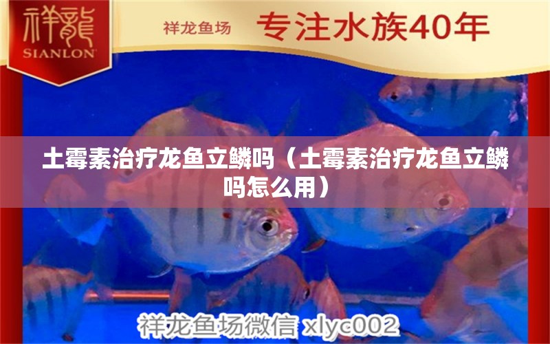 土霉素治療龍魚立鱗嗎（土霉素治療龍魚立鱗嗎怎么用） 廣州龍魚批發(fā)市場